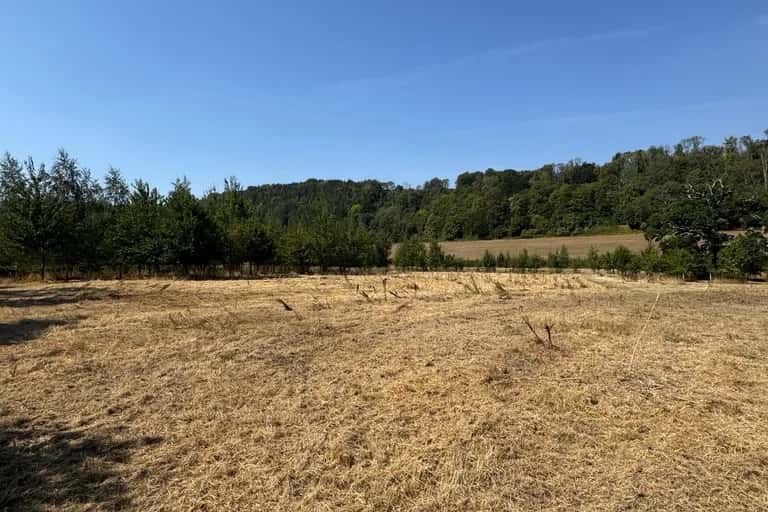 Flailed East Meon paddock showing the cleared ground surface with the treeline beyond